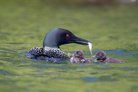 326 loons (624A9874) June 20, 2021