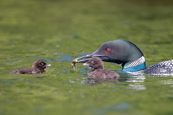 338 loons (624A9919) June 20, 2021