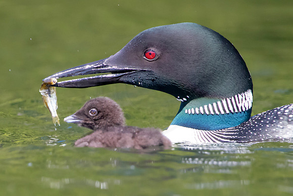 337 loons (624A9917) June 20, 2021