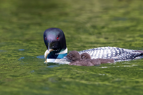 341 loons (624A9954) June 20, 2021