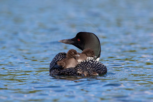 378 loons (IMG_0213) June 20, 2021