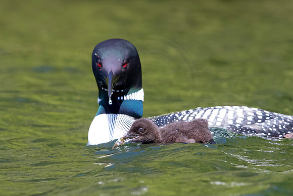 346 loons (624A0034) June 20, 2021