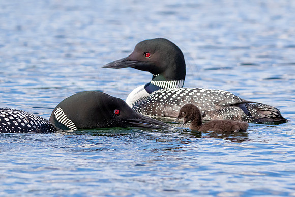 418 loons (IMG_0471) June 20, 2021