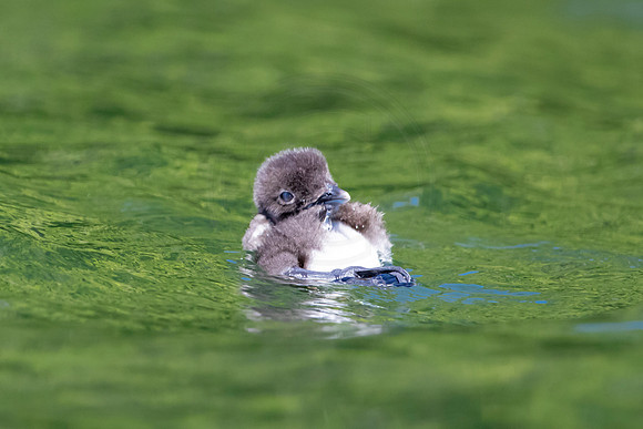 343 loons (624A9968) June 20, 2021