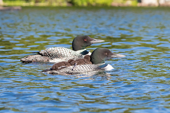 435 loons (IMG_0728) June 20, 2021