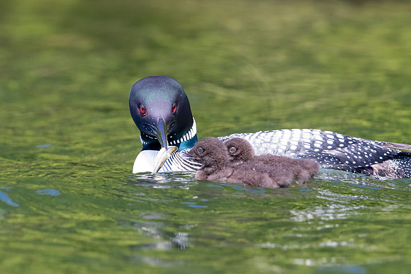 340 loons (624A9953) June 20, 2021