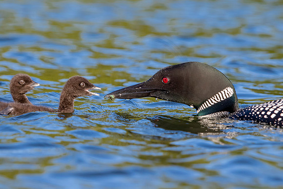 485 loons (IMG_1198) June 20, 2021