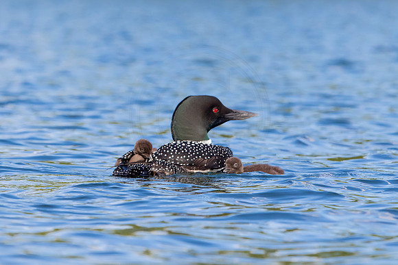364 loons (IMG_0166) June 20, 2021