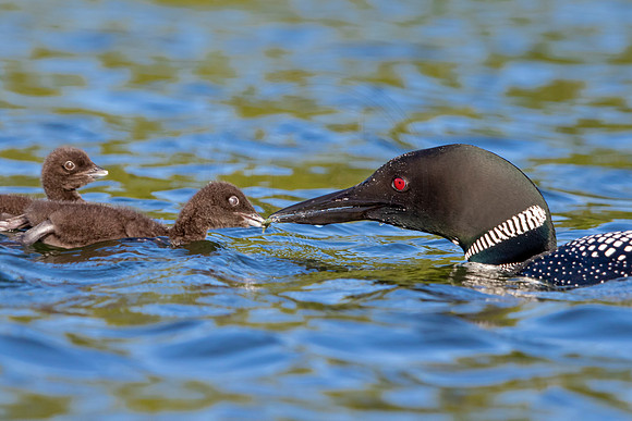 486 loons (IMG_1199) June 20, 2021