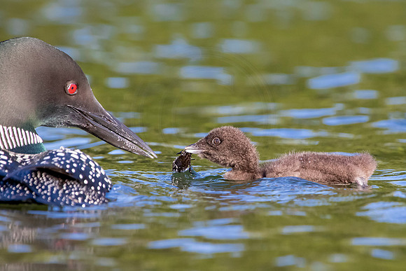 502 loons (IMG_1304) June 20, 2021