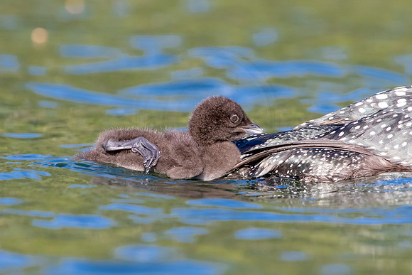 449 loons (IMG_0811) June 20, 2021