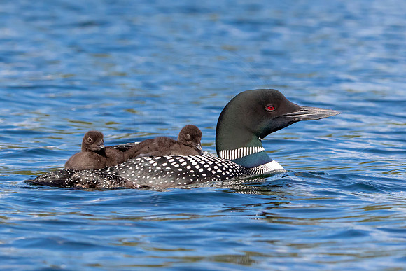384 loons (IMG_0249) June 20, 2021 copy