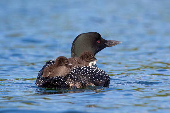 380 loons (IMG_0221) June 20, 2021