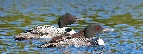 436 loons (IMG_0731) June 20, 2021 copy