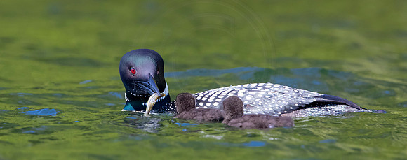 332 loons (624A9899) June 20, 2021 copy