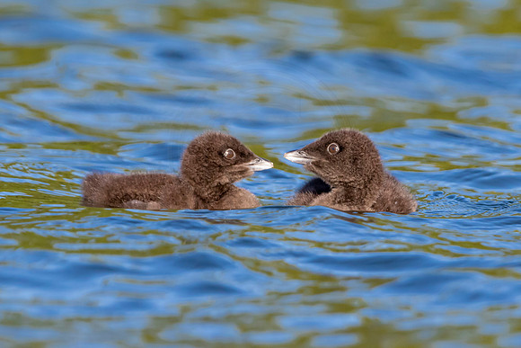 490 loons (IMG_1207) June 20, 2021 copy