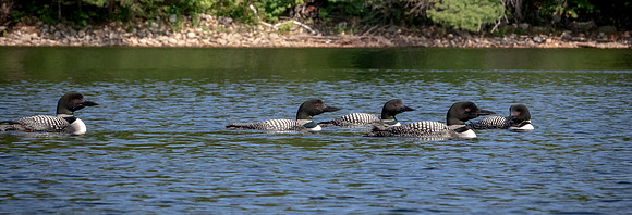 17 loon (624A4743) August 1, 2020 copy