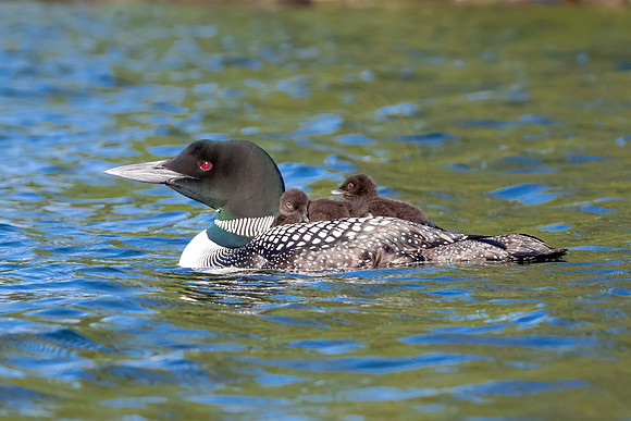 476 loons (IMG_1046) June 20, 2021 copy