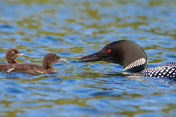 487 loons (IMG_1200) June 20, 2021