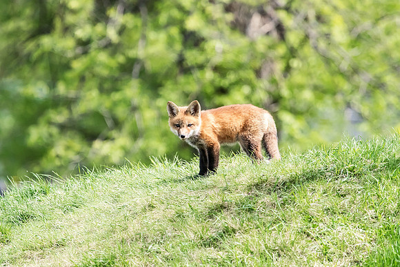 Red Fox in Crown Point