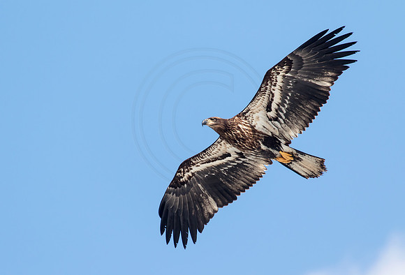 Bald Eagle at Conowingo