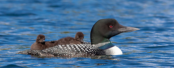 14 loons (IMG_0246) June 20, 2021 copy 2