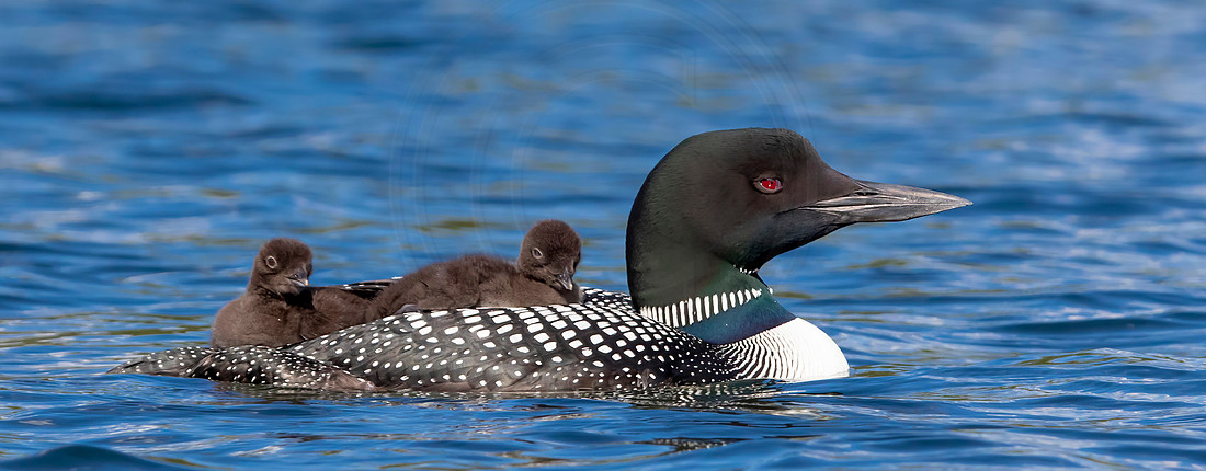 14 loons (IMG_0246) June 20, 2021 copy 2