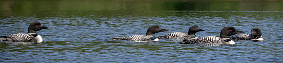 17 loon (624A4743) August 1, 2020 copy
