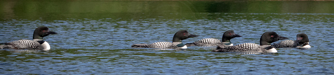 17 loon (624A4743) August 1, 2020 copy