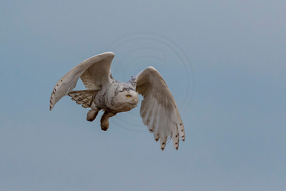 75 snowy owl (624A7632) Jan 20, 2018