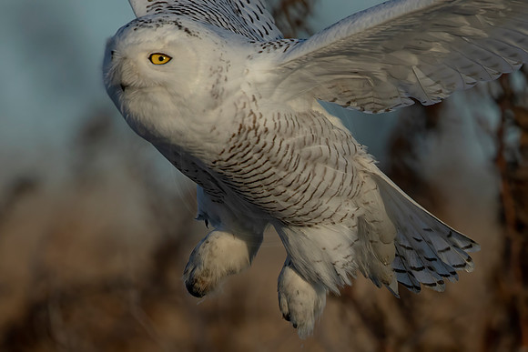 317 snowy owl (C1119476) December 23, 2021