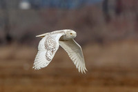 19 snowy owl (624A3532) February 26, 2018