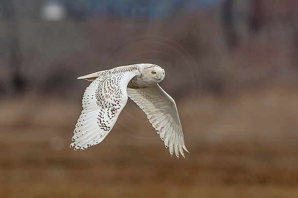 19 snowy owl (624A3532) February 26, 2018