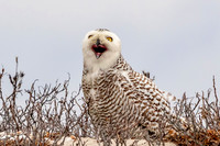 24 snowy owl (624A3698) February 27, 2018
