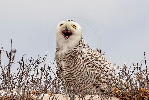 24 snowy owl (624A3698) February 27, 2018