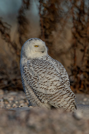 305 snowy owl (C1119445) December 23, 2021