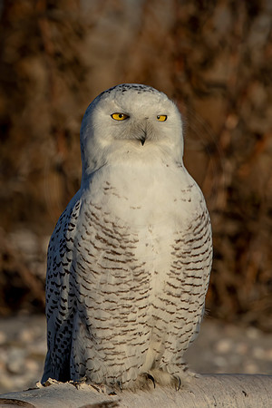 264 snowy owl (C1119260) December 23, 2021