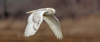 19 snowy owl (624A3532) February 26, 2018 copy