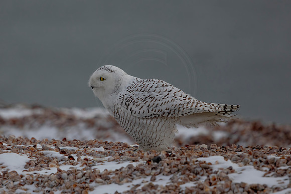 359 snowy owl (C1119961) December 24, 2021 copy