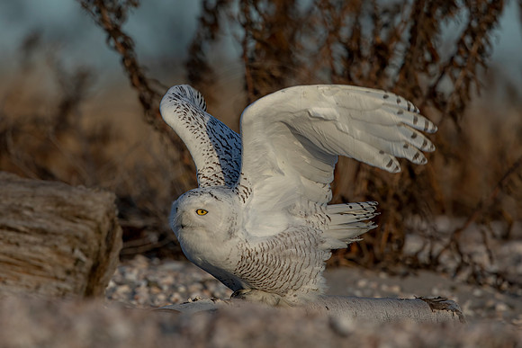 316 snowy owl (C1119475) December 23, 2021 copy
