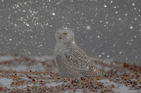 17 snowy owl (C1119953) December 24, 2021 copy
