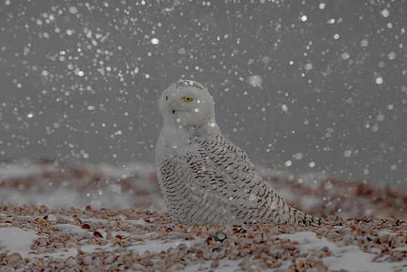 17 snowy owl (C1119953) December 24, 2021 copy