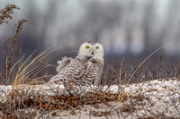 24 snowy owl (624A4296) February 26, 2018 copy