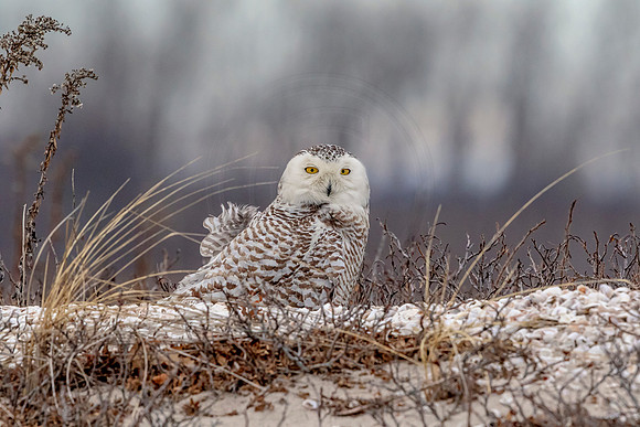 24 snowy owl (624A4296) February 26, 2018 copy