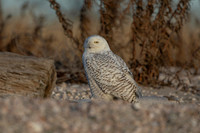 8 snowy owl (C1119427) December 23, 2021 copy