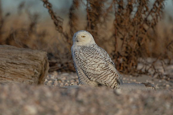 8 snowy owl (C1119427) December 23, 2021 copy