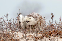 29 snowy owl (624A3990) February 26, 2018 copy