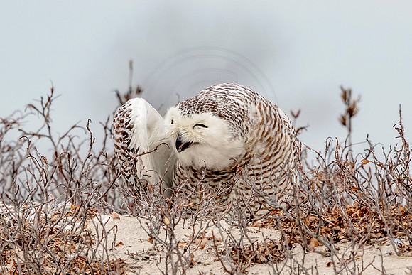 29 snowy owl (624A3990) February 26, 2018 copy