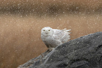 22 snowy owl with snow (C1115749) November 26, 2021 copy 2
