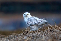 6 snowy owl (C1118440) December 21, 2021 copy
